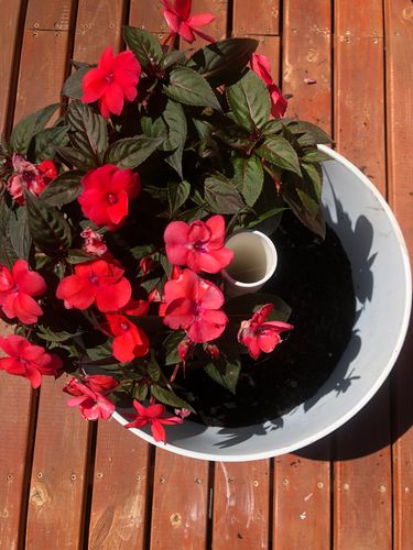 3C9F927C-A391-4892-B3EF-7B76B7B337F0.jpeg 3C9F927C-A391-4892-B3EF-7B76B7B337F0.jpeg