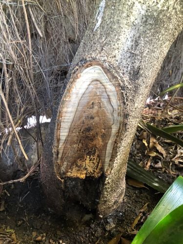 38C1B4BD-BD9D-479C-BF27-00673CDA5D14.jpeg 38C1B4BD-BD9D-479C-BF27-00673CDA5D14.jpeg