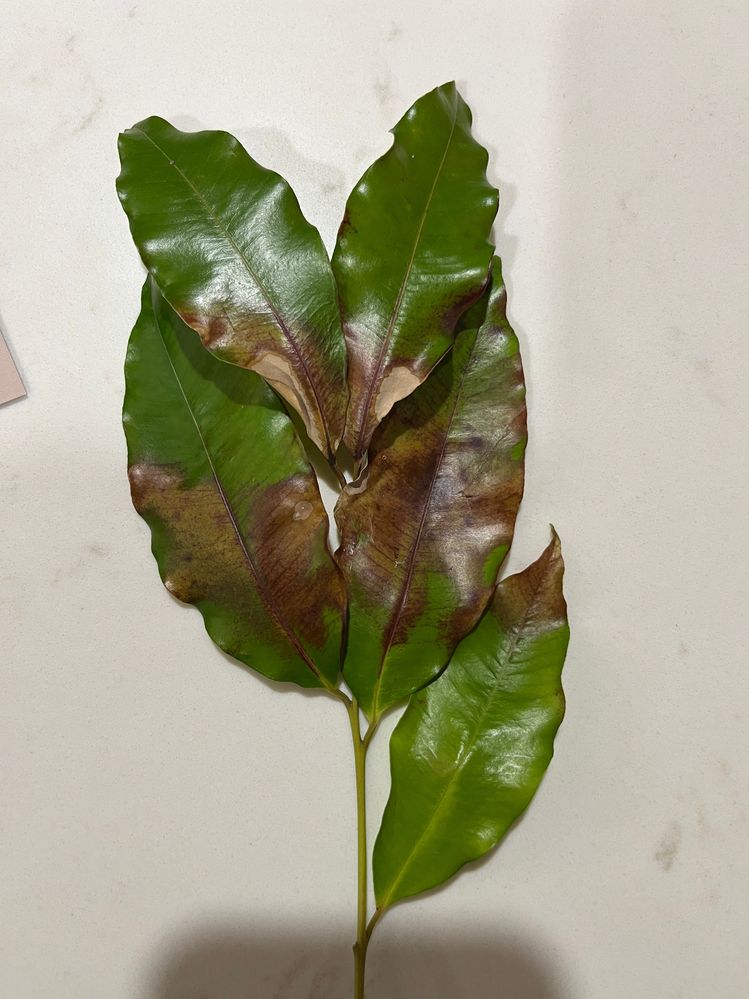 IMG_2039.jpeg IMG_2039.jpeg