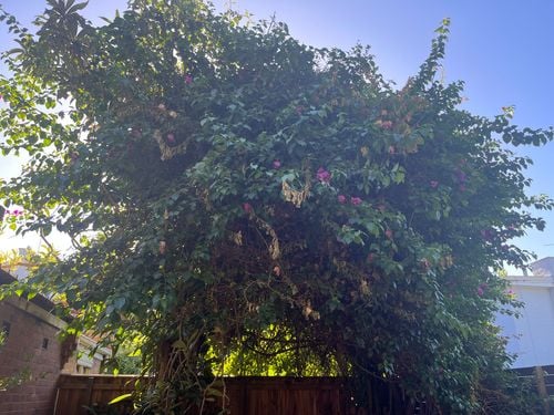 804145A9-BC3D-4E15-9CB8-9651DED18352.jpeg 804145A9-BC3D-4E15-9CB8-9651DED18352.jpeg