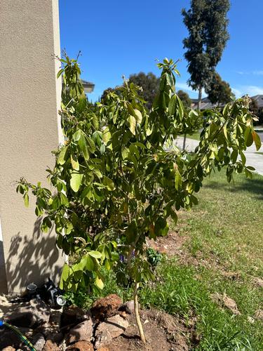 IMG_3709.jpeg IMG_3709.jpeg