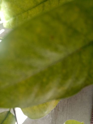 IMG20200420111717.jpg IMG20200420111717.jpg