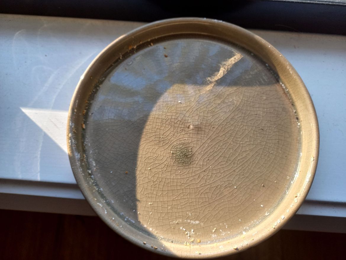 Coleus 4.jpg Coleus 4.jpg