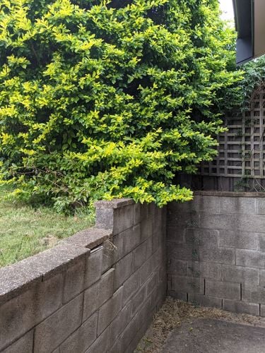 PXL_20210504_014416232.MP.jpg PXL_20210504_014416232.MP.jpg