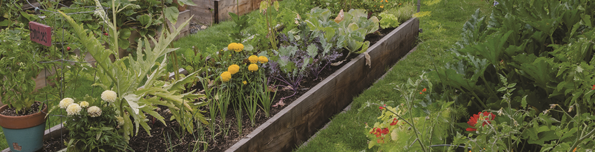 herb-garden-1772x.png herb-garden-1772x.png