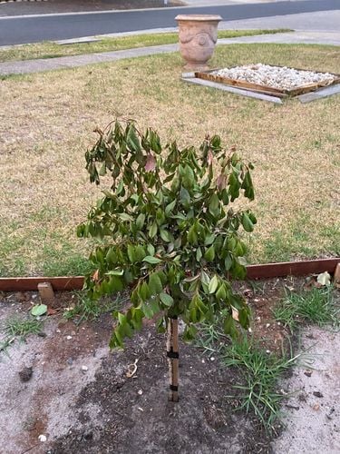 C0590500-B629-4CEF-81DD-20F0E8321775.jpeg C0590500-B629-4CEF-81DD-20F0E8321775.jpeg