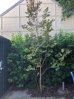 IMG_3927.JPG IMG_3927.JPG