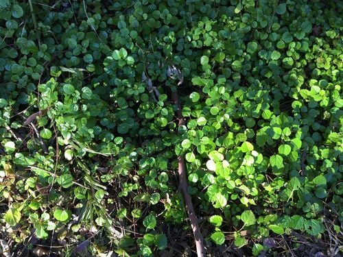 45B36ED9-9492-4D21-B6E3-81978245D5D0.jpeg 45B36ED9-9492-4D21-B6E3-81978245D5D0.jpeg