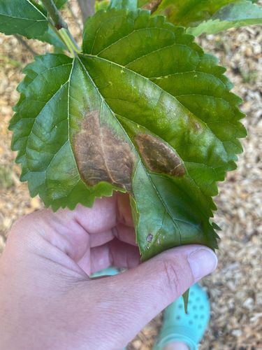 IMG_4628.jpeg IMG_4628.jpeg