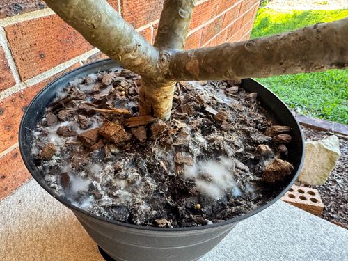 IMG_4823.jpeg IMG_4823.jpeg