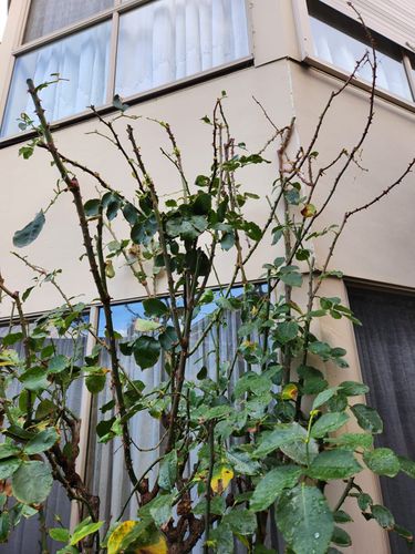 IMG-20250617-WA0001.jpg IMG-20250617-WA0001.jpg