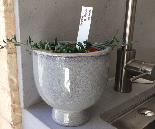 IMG_4680 (3).JPG IMG_4680 (3).JPG