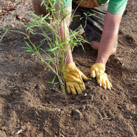 Step 4.2 Plant and create a watering bowl.png Step 4.2 Plant and create a watering bowl.png