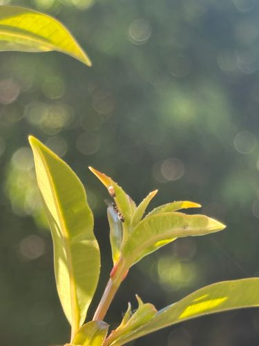 IMG_8407.jpeg IMG_8407.jpeg