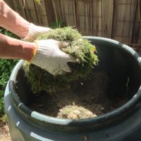 3. Lawn clippings can be used to start your compost.jpg 3. Lawn clippings can be used to start your compost.jpg