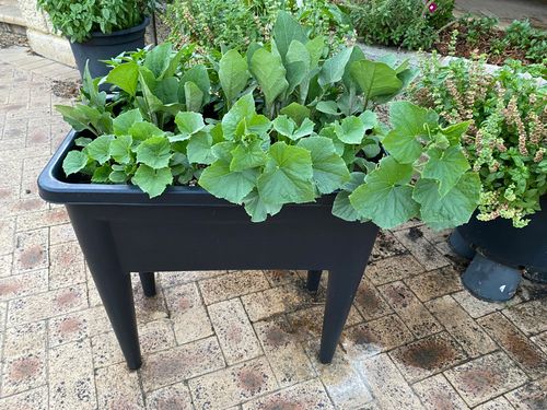 08884368-9AA8-4639-9BB8-69721EC3FABD.jpeg 08884368-9AA8-4639-9BB8-69721EC3FABD.jpeg