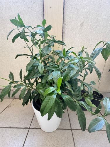 IMG_0910.jpeg IMG_0910.jpeg