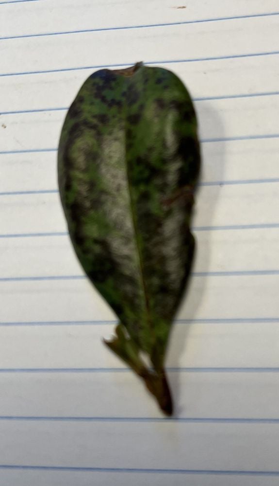 Black blotches on Lilly Pilly.jpg Black blotches on Lilly Pilly.jpg