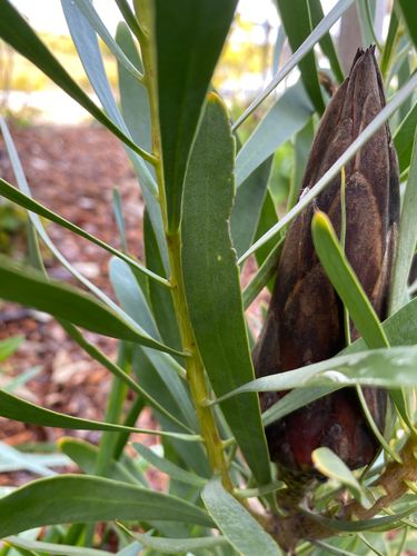 E1ABD3C4-8AAF-46F4-B2DD-7DC25FD6FE09.jpeg E1ABD3C4-8AAF-46F4-B2DD-7DC25FD6FE09.jpeg