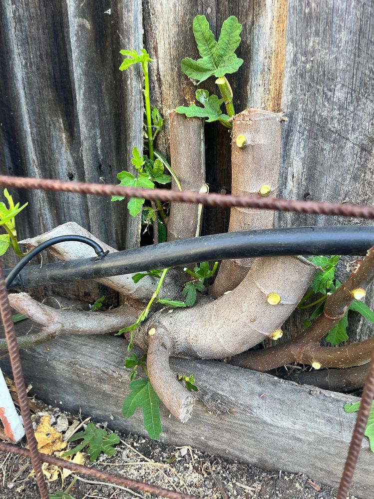 IMG_0310.jpg IMG_0310.jpg