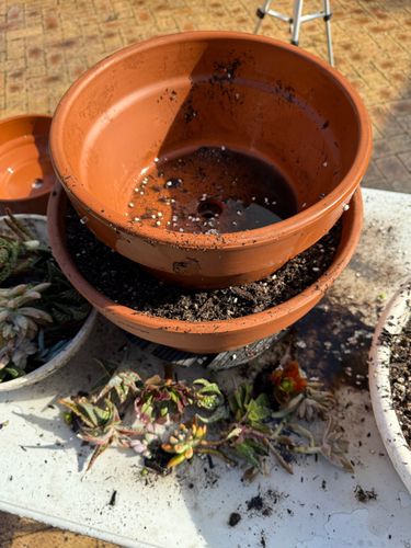 IMG_1233.jpeg IMG_1233.jpeg