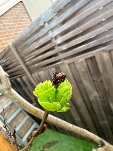 IMG_4549.jpeg IMG_4549.jpeg