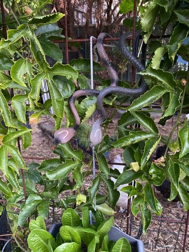 6CA37630-68F7-4115-8B1A-6E91FC19DDED.jpeg 6CA37630-68F7-4115-8B1A-6E91FC19DDED.jpeg