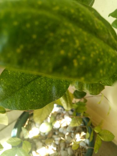 IMG20200420111759.jpg IMG20200420111759.jpg