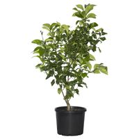 LemonTree.jpg LemonTree.jpg