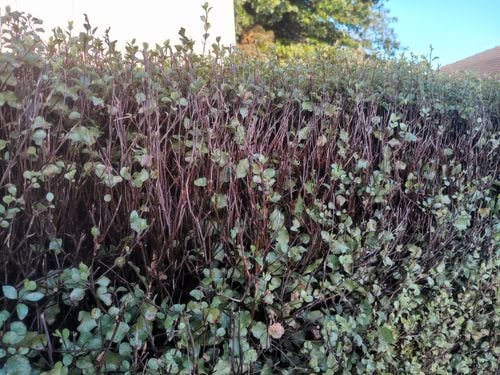 IMG_20250424_170452250.jpeg IMG_20250424_170452250.jpeg