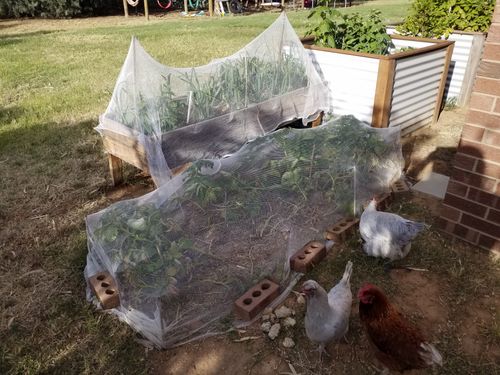 20201120_181534.jpg 20201120_181534.jpg