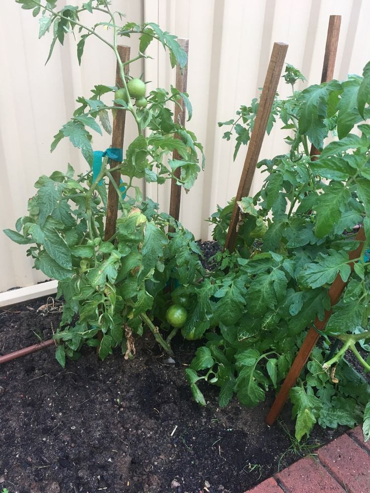 C9970CEC-43C7-45F2-8589-9DA1B022A55B.jpeg C9970CEC-43C7-45F2-8589-9DA1B022A55B.jpeg