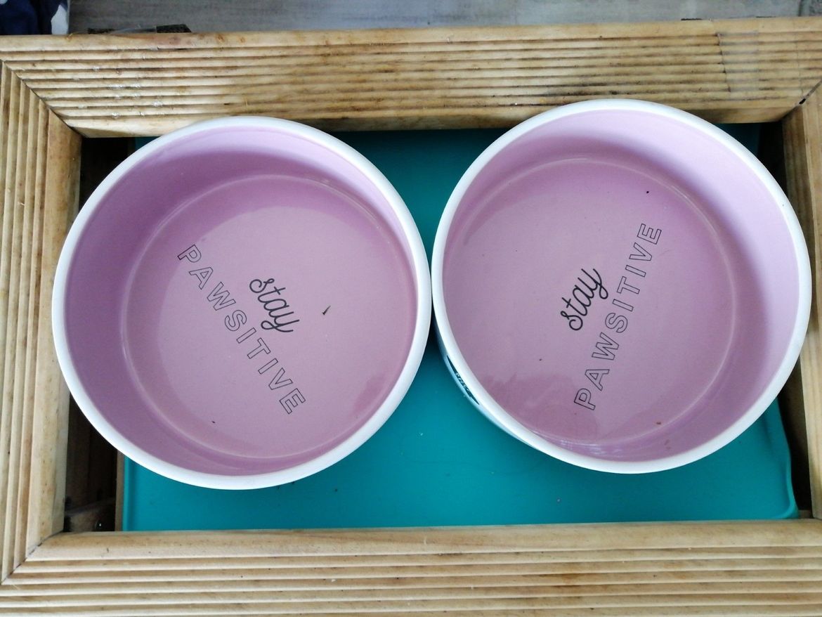 Top of feeding station.jpg Top of feeding station.jpg