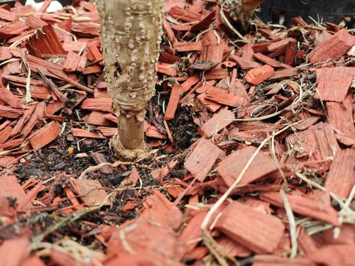 IMG_20200514_113804.jpg IMG_20200514_113804.jpg