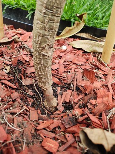 IMG_20200514_113837.jpg IMG_20200514_113837.jpg