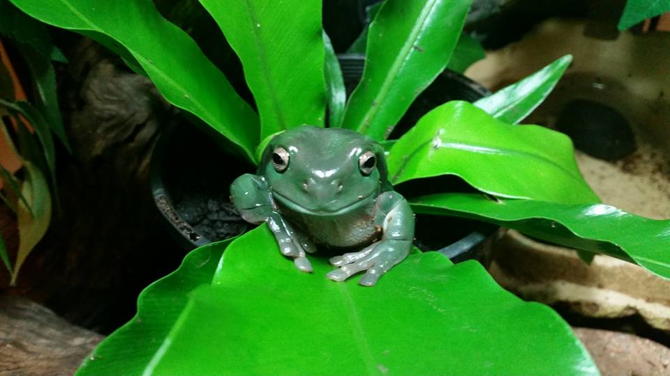 Kermit.jpg Kermit.jpg