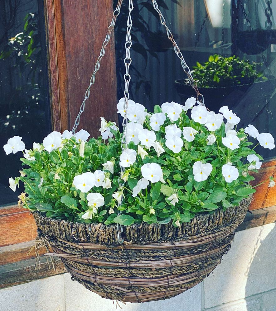 E4E0666E-4519-4D8D-937C-468AC7BA1C26.jpeg E4E0666E-4519-4D8D-937C-468AC7BA1C26.jpeg