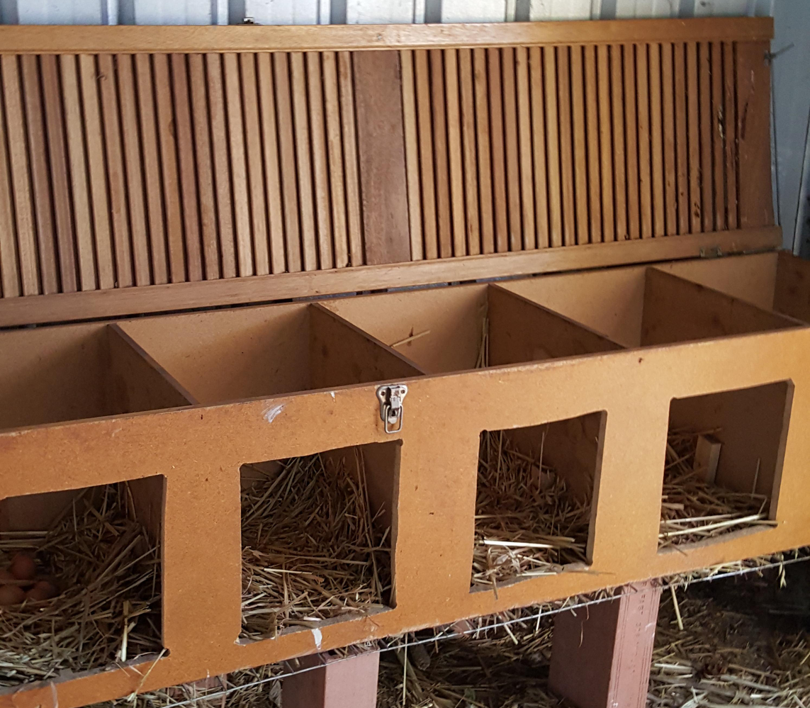 jennyweston Chicken laying box.png jennyweston Chicken laying box.png
