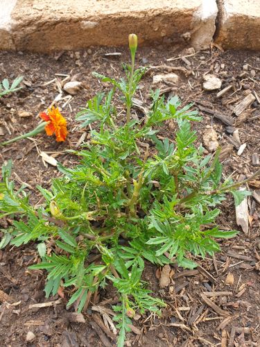 1697407313997862312601877301667.jpg 1697407313997862312601877301667.jpg