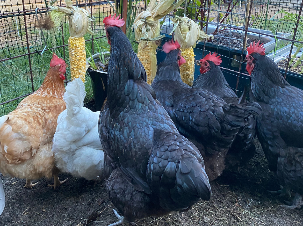 Michelles chickens.png Michelles chickens.png