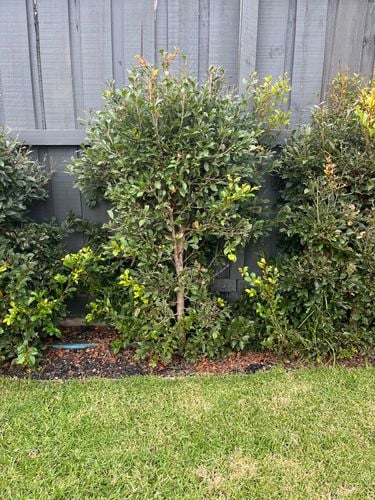 8B4CC2D7-6594-4110-BCA8-01702646F84E.jpeg 8B4CC2D7-6594-4110-BCA8-01702646F84E.jpeg