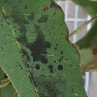 1.5 Sooty mould.png 1.5 Sooty mould.png