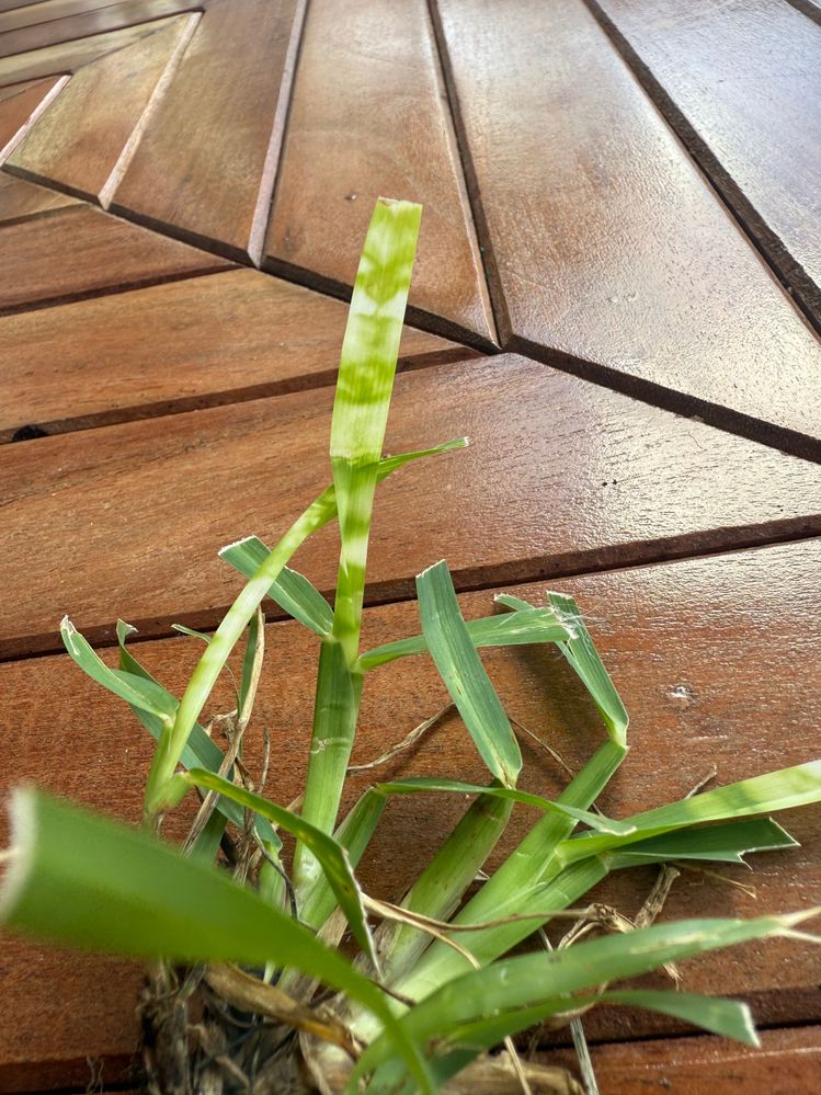 IMG_1147.jpeg IMG_1147.jpeg