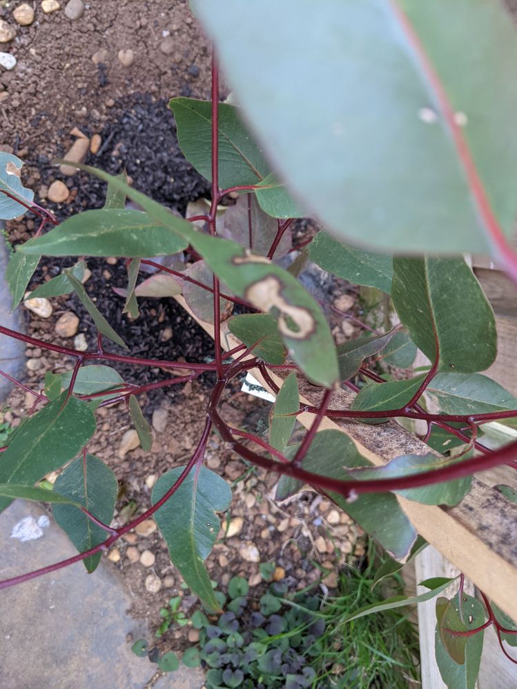 2021129 Silver princess.jpg 2021129 Silver princess.jpg