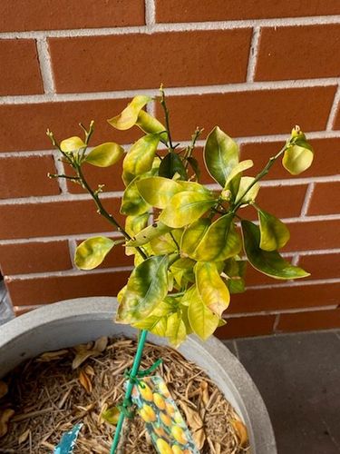 1FB7DABD-23FC-47B2-AC34-3DB46F535C2B.jpeg 1FB7DABD-23FC-47B2-AC34-3DB46F535C2B.jpeg