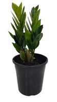 ZZ plant.png ZZ plant.png