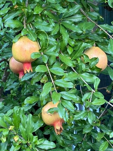 8A8C794A-30BF-43C1-81A2-CDCC9EC57273.jpeg 8A8C794A-30BF-43C1-81A2-CDCC9EC57273.jpeg