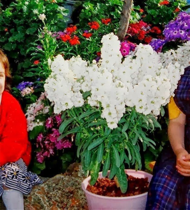 409345088_1322002848517708_2627668988578024149_n.jpg 409345088_1322002848517708_2627668988578024149_n.jpg