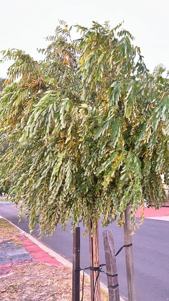 Mop Tree How to save my dying Mop Top tree? - Bunnings Workshop community