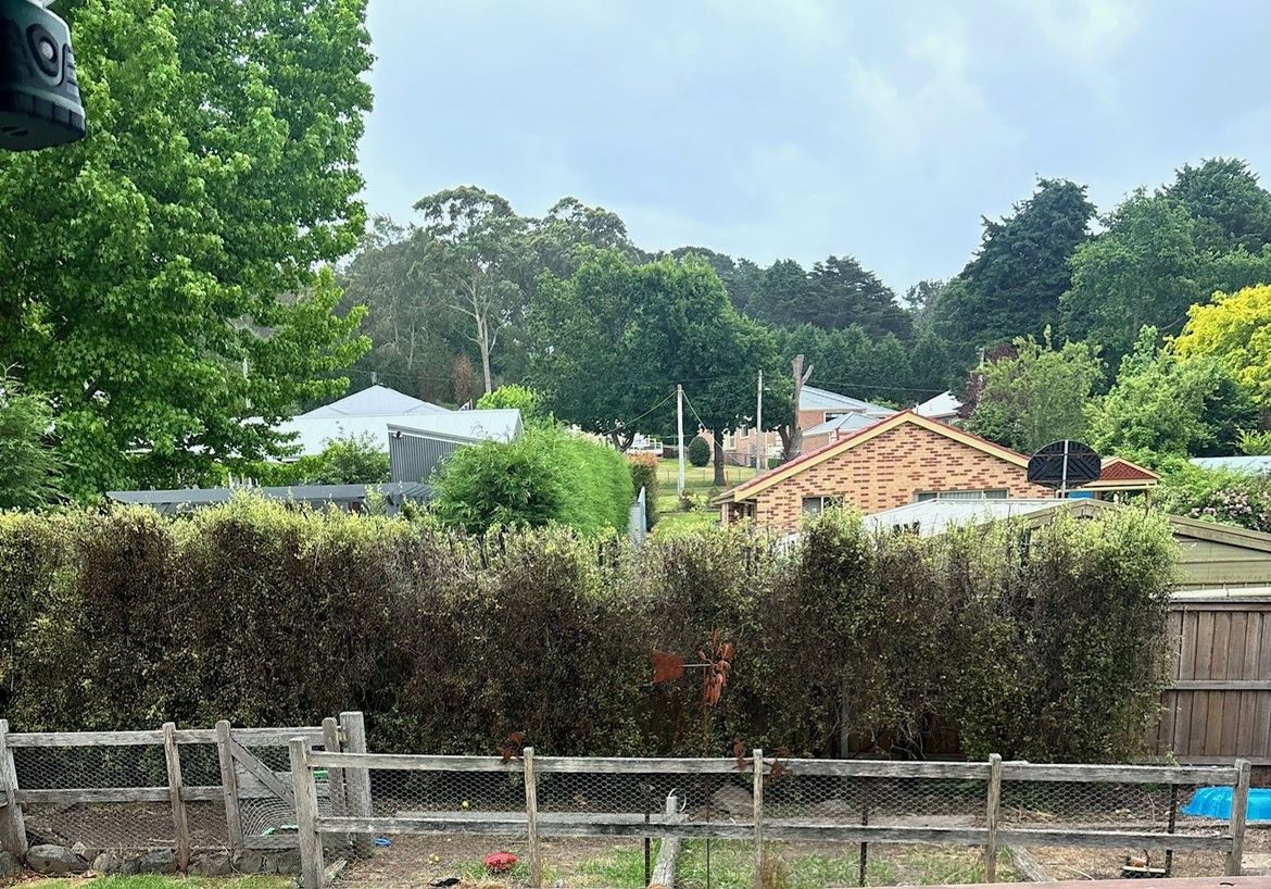 hedge 2.jpg hedge 2.jpg